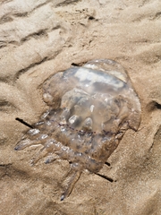 Rhizostomatoidea
