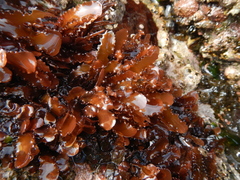 Schottera nicaeensis