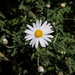 Argyranthemum adauctum canariense - Photo (c) Michael 2020,  זכויות יוצרים חלקיות (CC BY-NC), הועלה על ידי Michael 2020