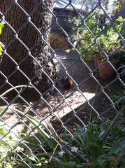 Sciurus niger