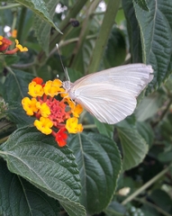 Ascia monuste automate