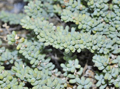 Salsola papillosa