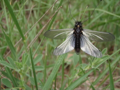 Libelloides ustulatus