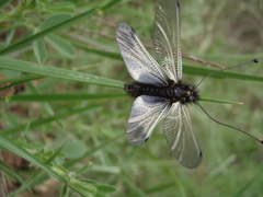 Libelloides ustulatus