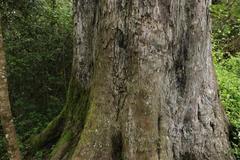 Afrocarpus falcatus