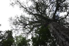 Afrocarpus falcatus