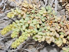 Salsola papillosa