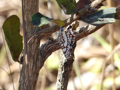 Ariconias glaphyra
