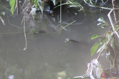 Phrynops hilarii