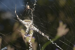 Argiope argentata