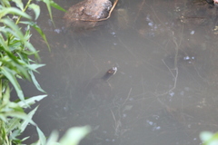 Phrynops hilarii