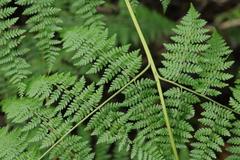 Cheilanthes bergiana