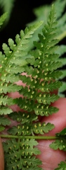 Cheilanthes bergiana