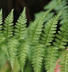 Cheilanthes bergiana
