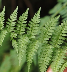 Cheilanthes bergiana