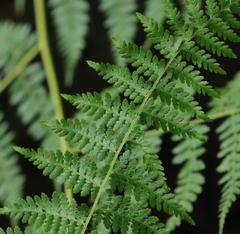 Cheilanthes bergiana