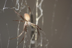 Argiope argentata