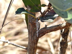 Ariconias glaphyra