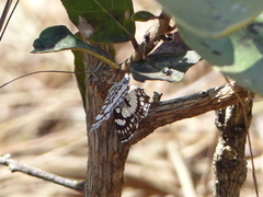 Ariconias glaphyra