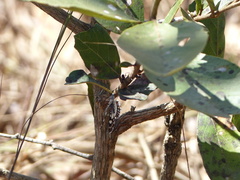 Ariconias glaphyra