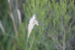 Heliopetes omrina