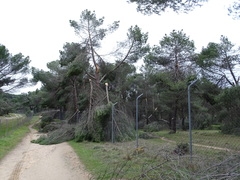Pinus pinea