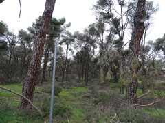 Pinus pinea