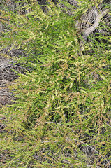 Salsola webbii