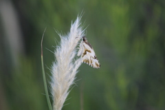 Heliopetes omrina