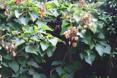 Hydrangea hydrangeoides