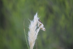 Heliopetes omrina