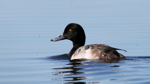 Greater Scaup, photo 7 of 7