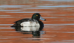 Greater Scaup photo 2