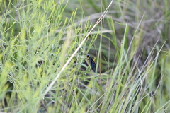 Pepsis