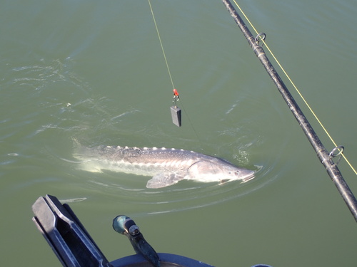 White Sturgeon