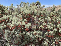 Arctostaphylos glauca