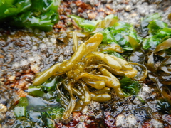 Dactylosiphon durvillei