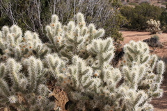 Cylindropuntia
