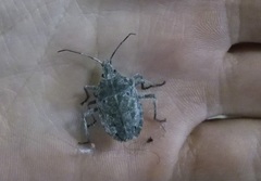 Peltasticus punctatus