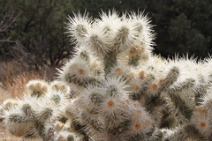 Cylindropuntia