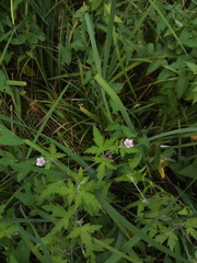Geranium sibiricum
