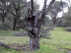 Fraxinus angustifolia