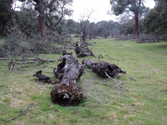 Fraxinus angustifolia