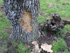 Fraxinus angustifolia