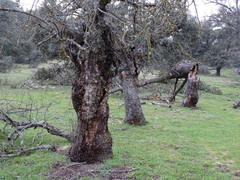 Fraxinus angustifolia