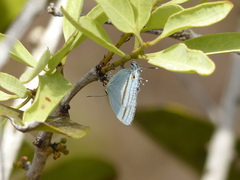 Paiwarria venulius