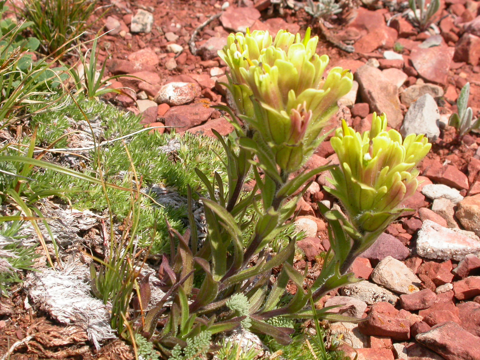 Castilleja pulchella