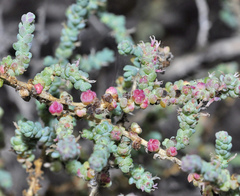 Suaeda pruinosa