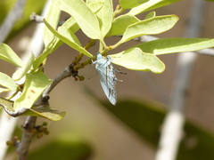 Paiwarria venulius