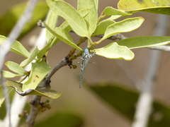Paiwarria venulius